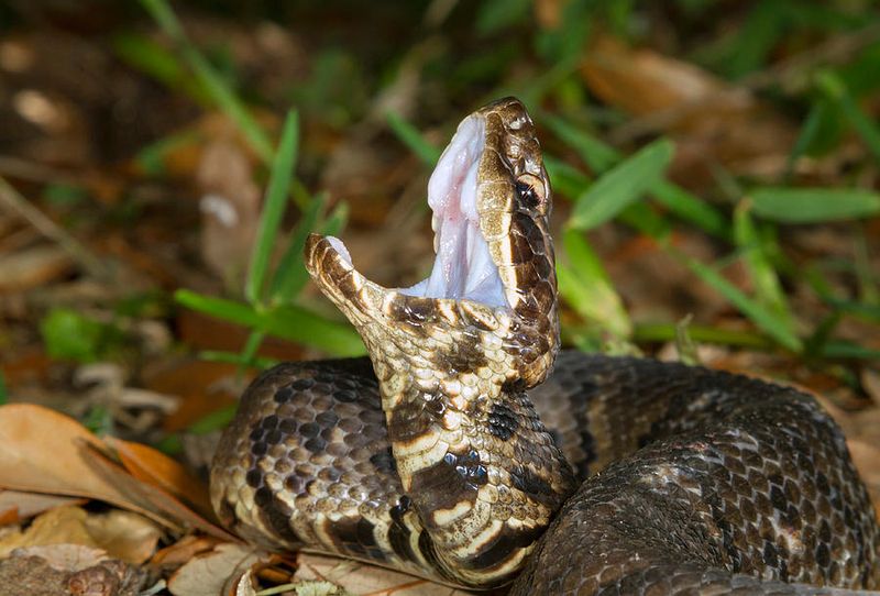 Mouth-Flashing Defense Mechanism