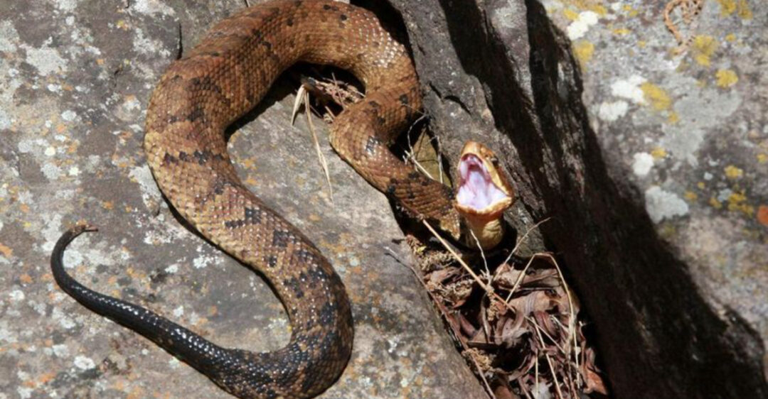 Cottonmouth Snake Explained - Habitat, Venom, Behavior, And More