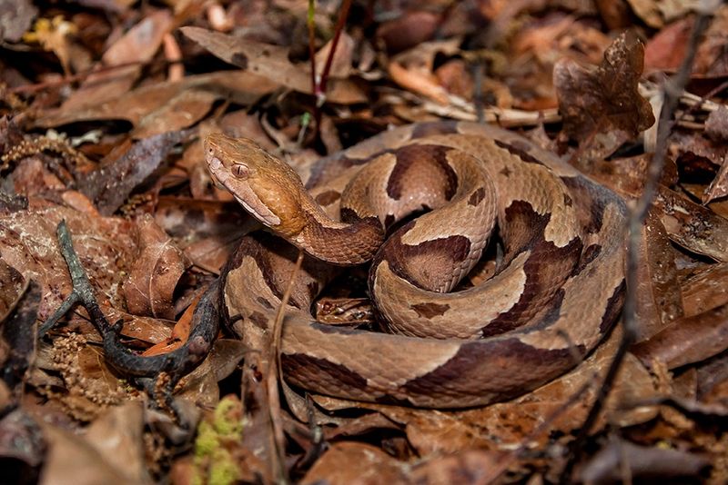 Copperhead