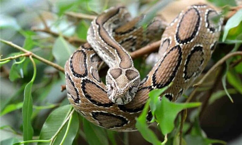 Russell's Viper