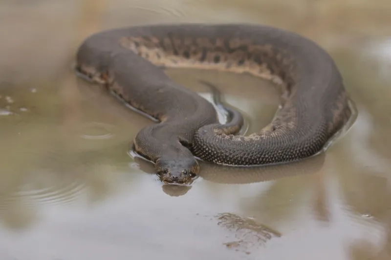 Elephant Trunk Snake