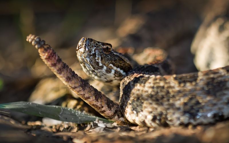 Death Adder's Tail-Luring Trick