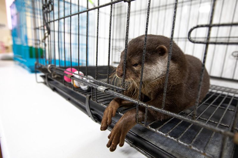 Bathtub Otters