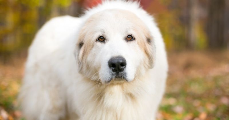 Fluffy Calm In A Storm: Great Pyrenees