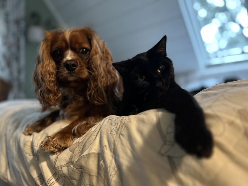 Calm Companions: Cavalier King Charles Spaniels