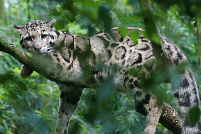 Clouded Leopard's Canopy Communities