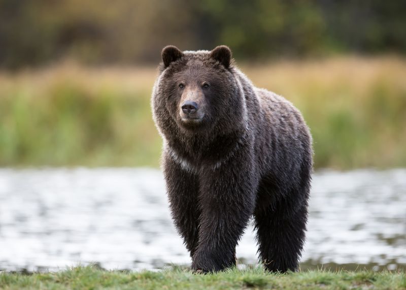 Grizzly Bear Mauling In Glacier National Park