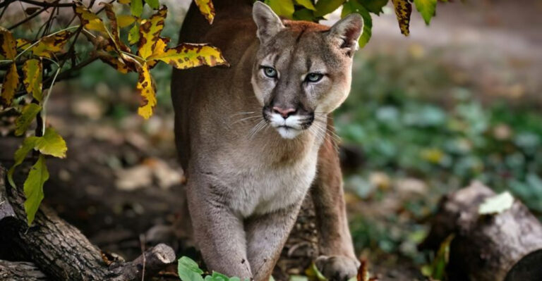 Cougars Help Forests Grow – Here’s 14 Reasons Why That Matters On National Cougar Day