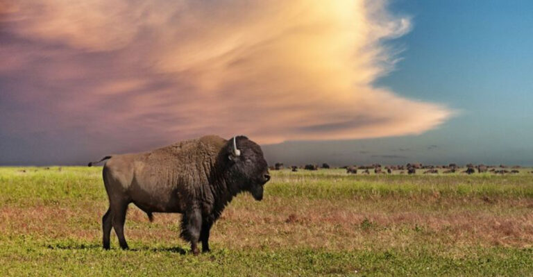 Could Bison Emerge As The Most Crucial Conservation Icon In The U.S.?