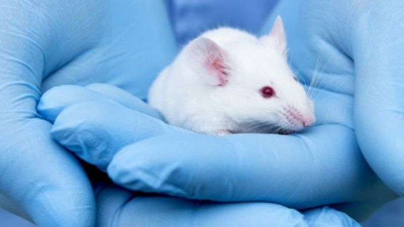 Ethical Considerations In Limb Regeneration Research