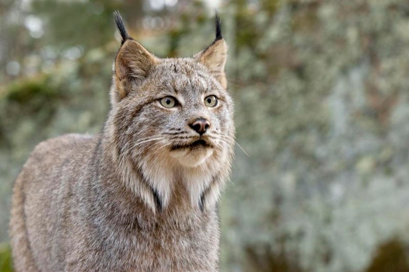 What The Reintroduction Of Lynx Could Mean For Yellowstone's Biodiversity