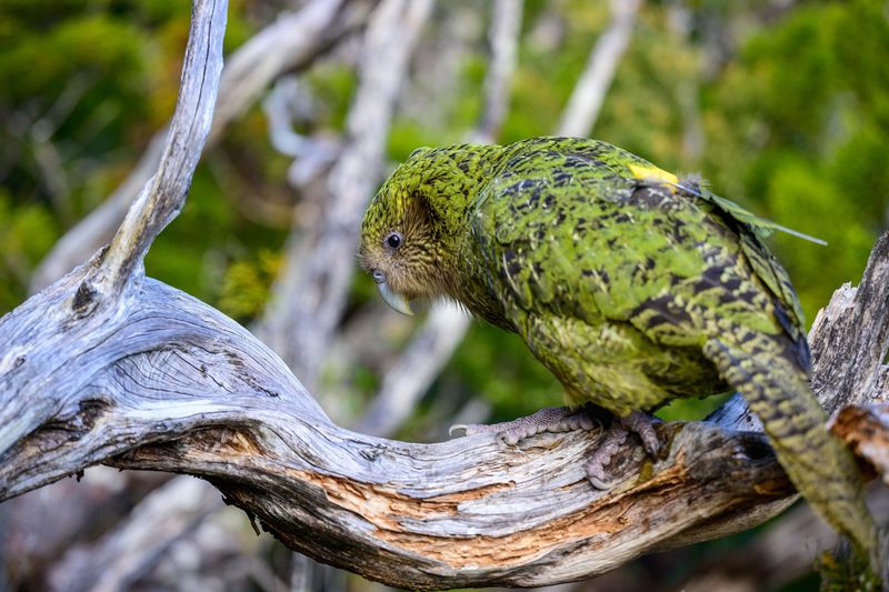 Predator Reintroduction And Its Effects On Other Mammals: A Case Study From New Zealand