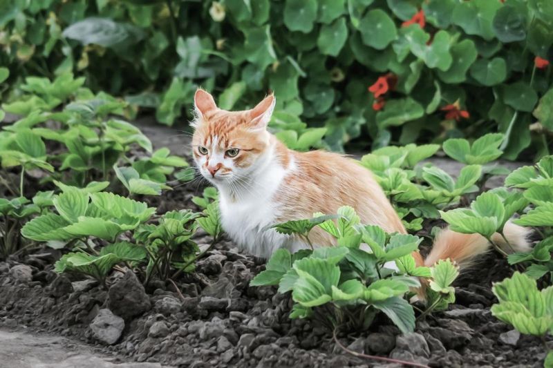 Gardeners' Secret Nemesis
