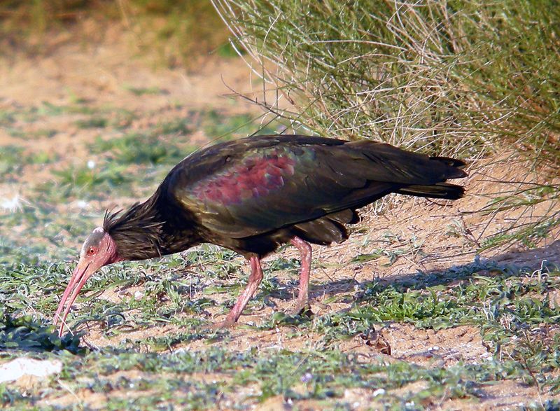 High-Tech Bird Tracking