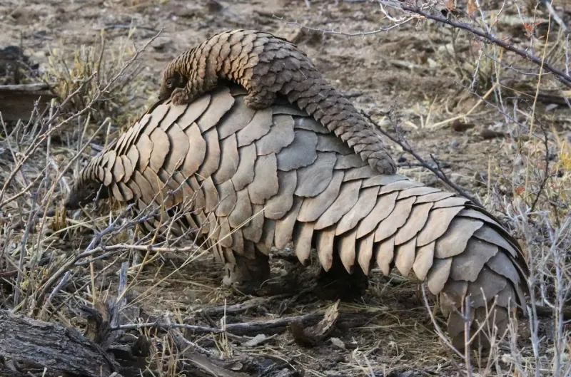 Found In Both Africa And Asia