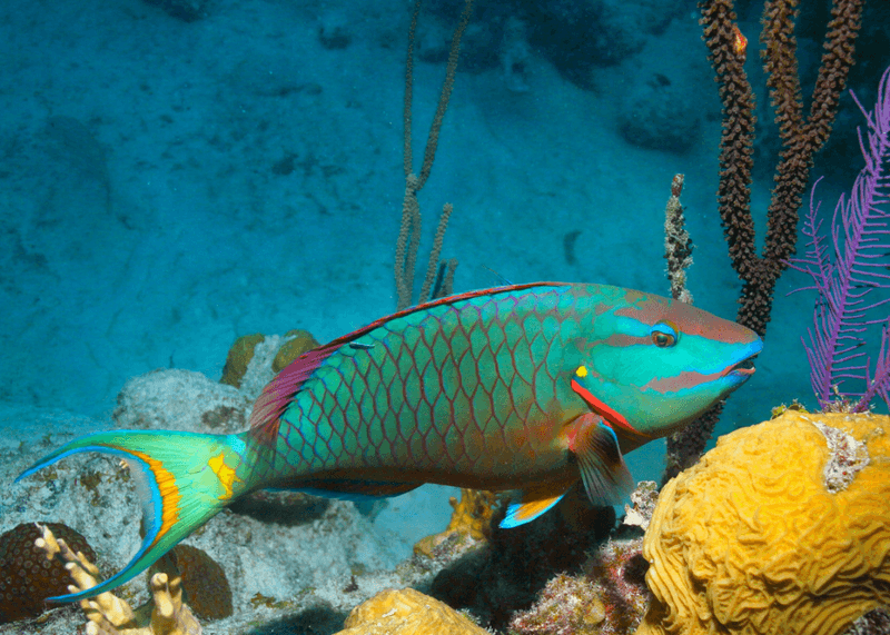 Parrotfish