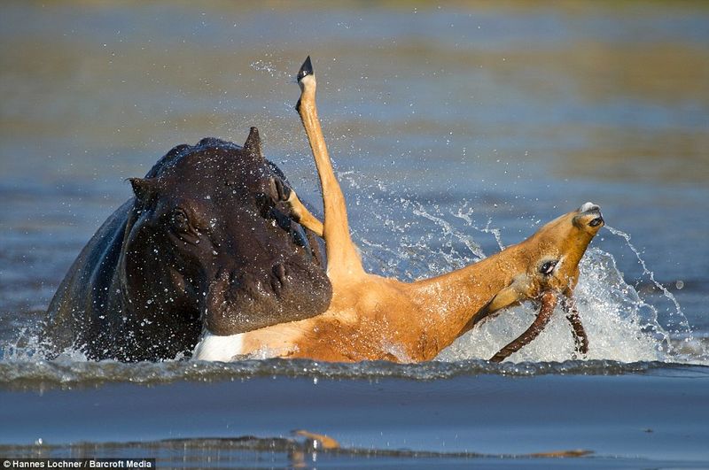 Deer, Hippos, And Kangaroos: Herbivores That Occasionally Feast On Flesh