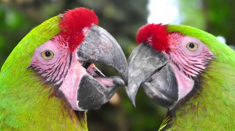 Parrots Blush With Emotion