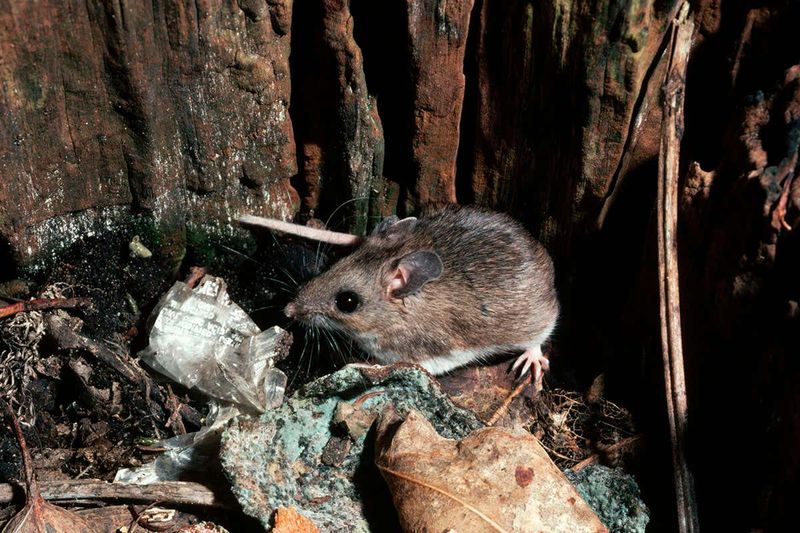 New York's Super Mice