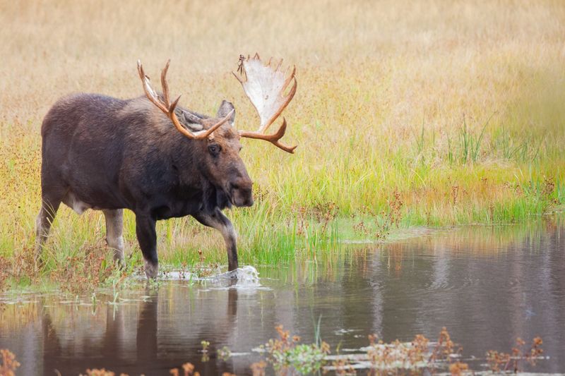 Moose - Wetland Giants