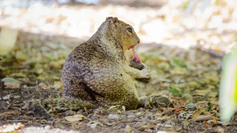 Small Mammal Resurgence