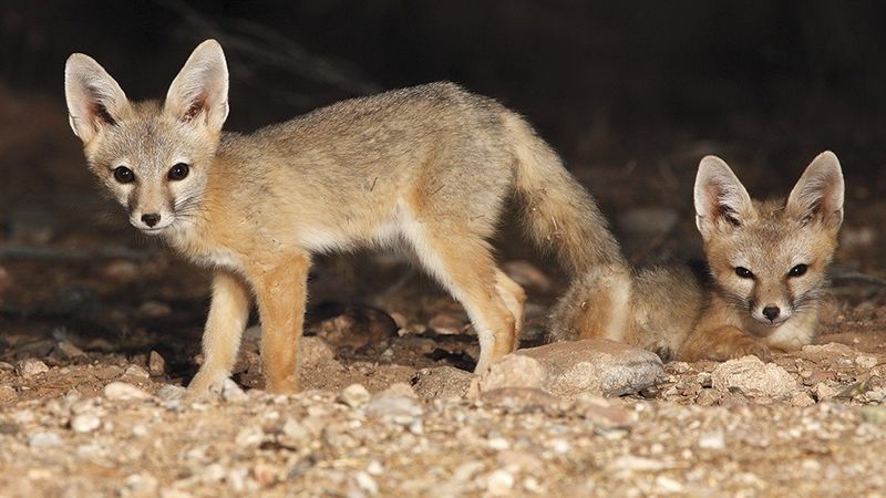 Kit Fox