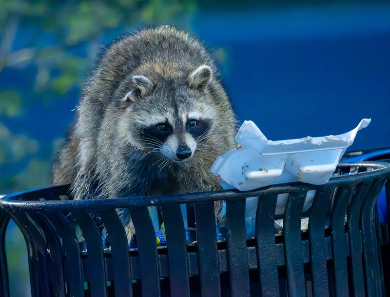 Raccoons