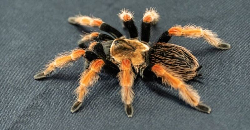 Tarantulas