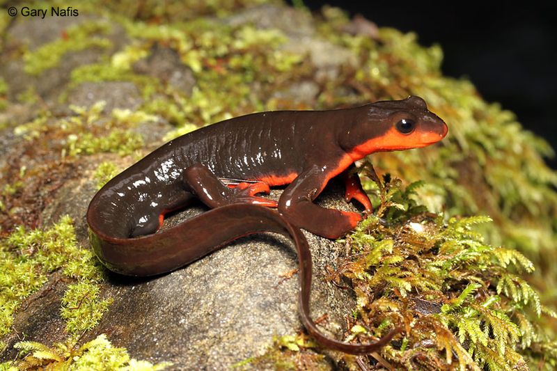 California Newts: Deadly To Touch
