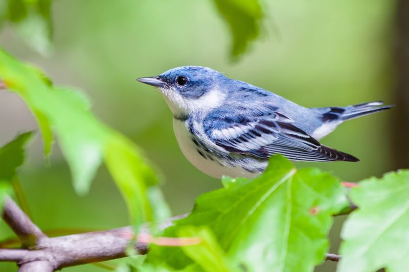 Cerulean Warblers Flitting Through Canopies