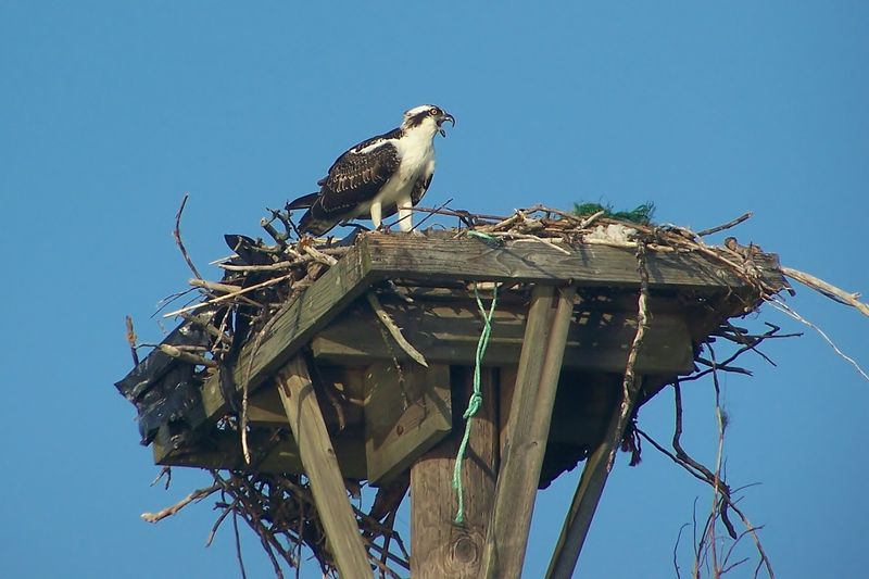 Osprey Build Nests On Forgotten Cranes