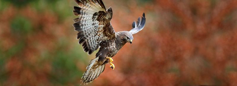Hawks and Owls: Threats From Above