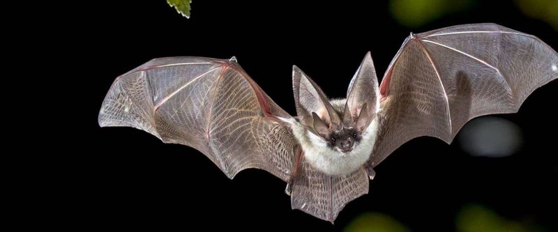 Bats: Nighttime Navigators, Not Hair Entanglers