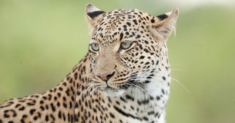 Big Cats: Leopards, Cougars, And Lions