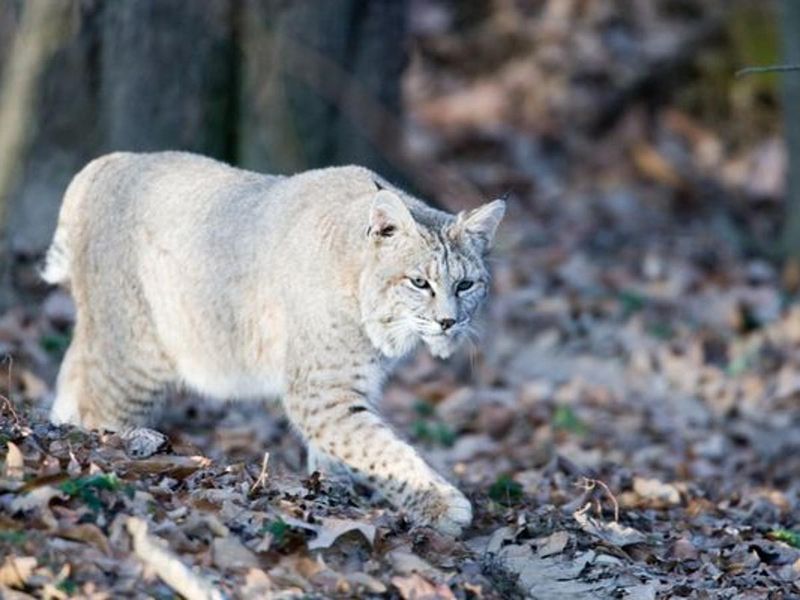 Bobcats