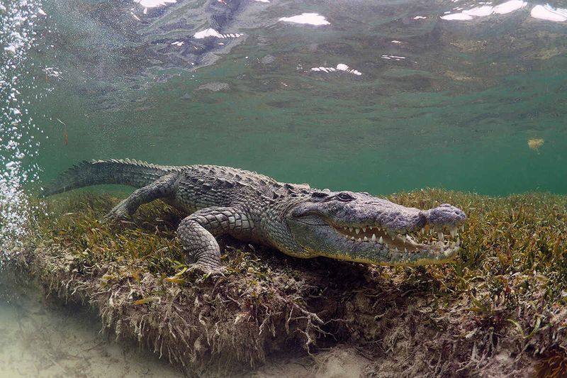 Banco Chinchorro Atoll: A Hidden Treasure For Crocodile Biodiversity
