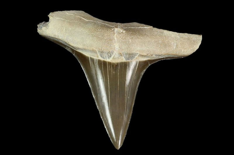 Shark Teeth Among Dinosaur Bones