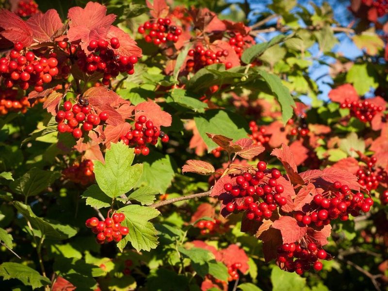 Viburnum Shrubs: Berry Buffet
