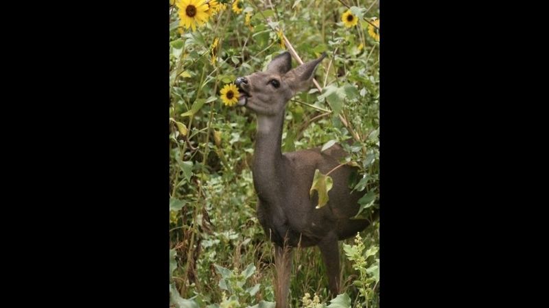 Sunflower Heads