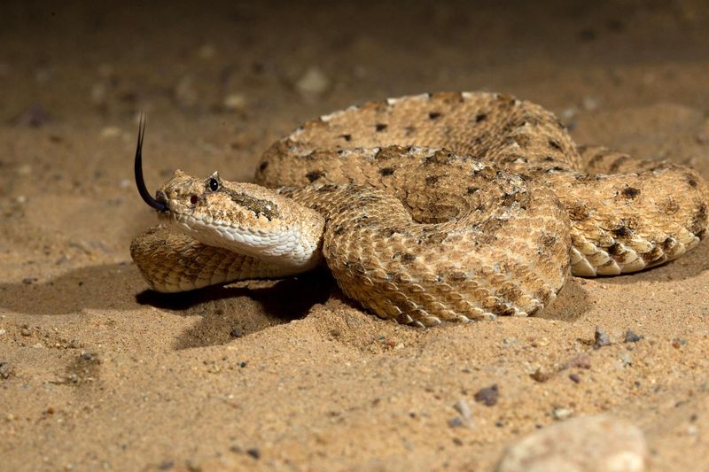 Snakes: How Much Can They Slither Without A Tail Tip?