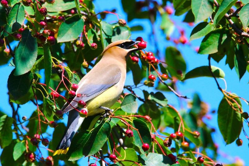 Fruit And Berries: The Best Food For Robins And Thrushes