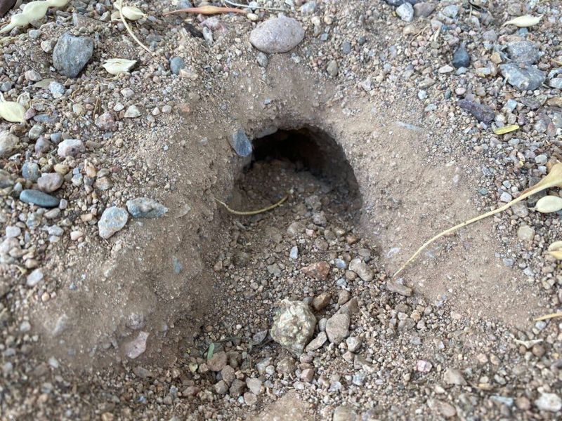 Abandoned Animal Burrows