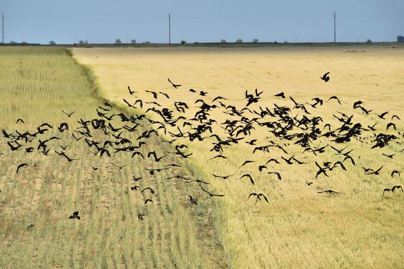 Winged Crop Thieves: Birds