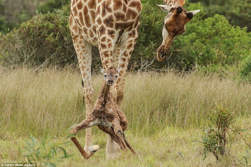 Baby Giraffes' Dramatic Entrance