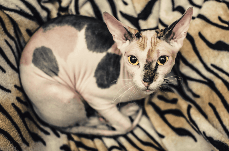 Sphynx