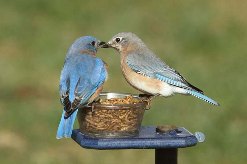 Offer Mealworms