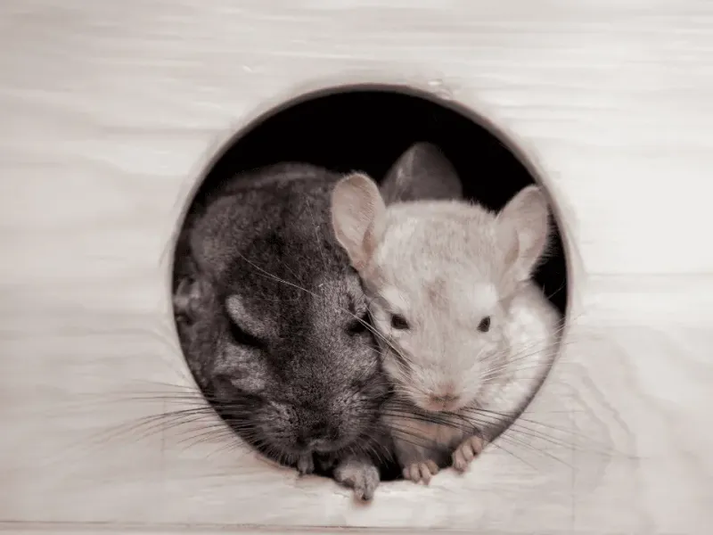 Minimize Exposure To Other Pets