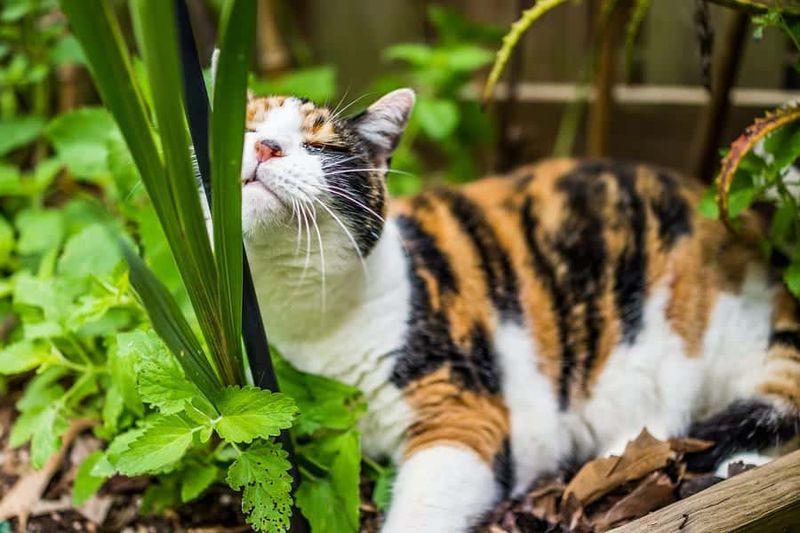 Maintain A Garden That's Cat-Friendly