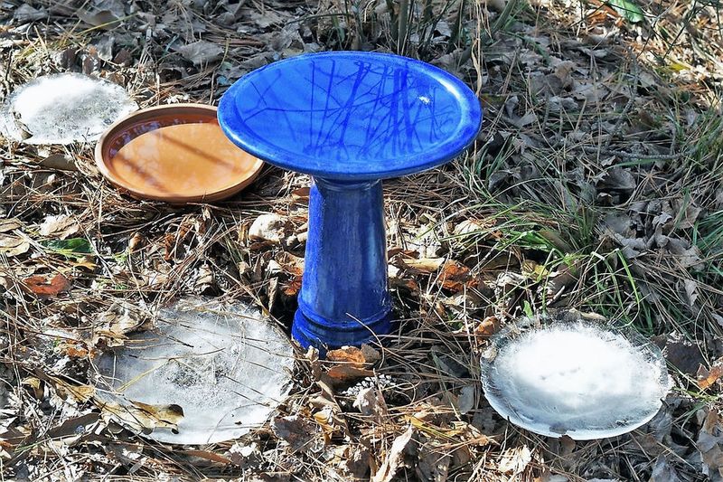 Provide Fresh Water Daily