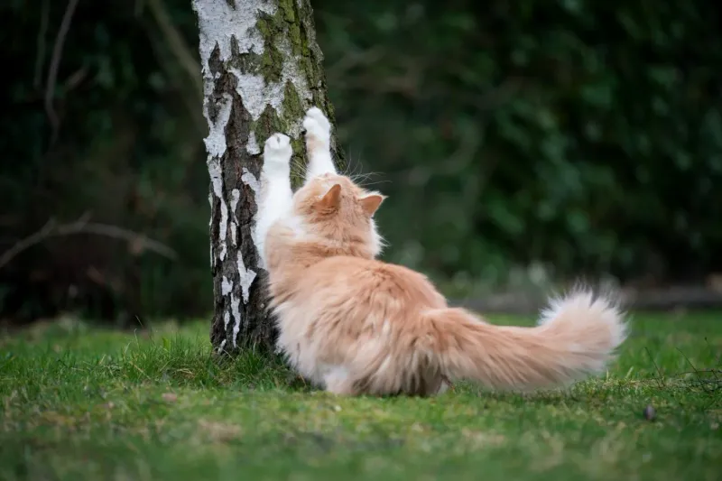 Install A Scratching Post